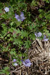 Fuzzy phacelia